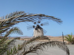27698 Molino (windmill) de Tefia through palm leaves.jpg